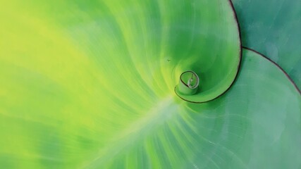spiral sprout of a large green leaf