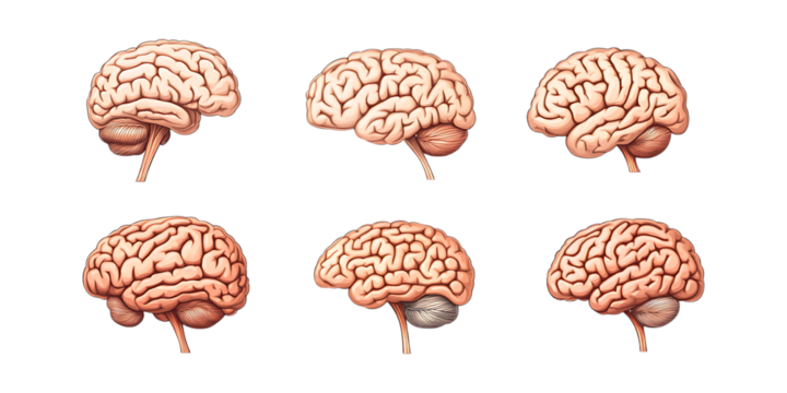 Pack Realistic Human Brain in Different Angles on Transparent Background for Medical, Science, or Educational Use