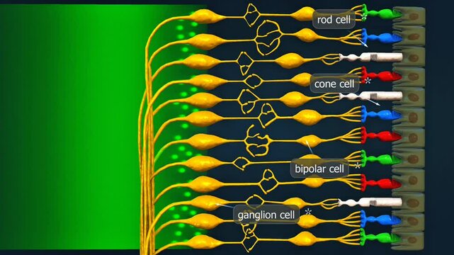 Effect of green colour on the retina of eye.
