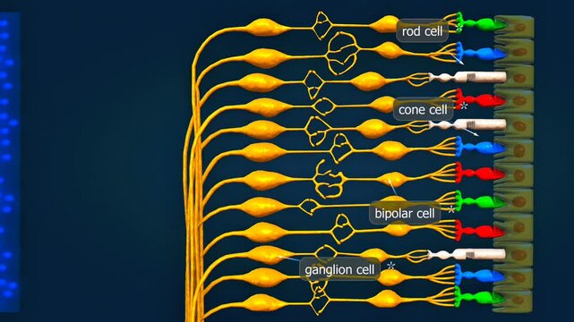  Effect of blue colour on the retina of eye