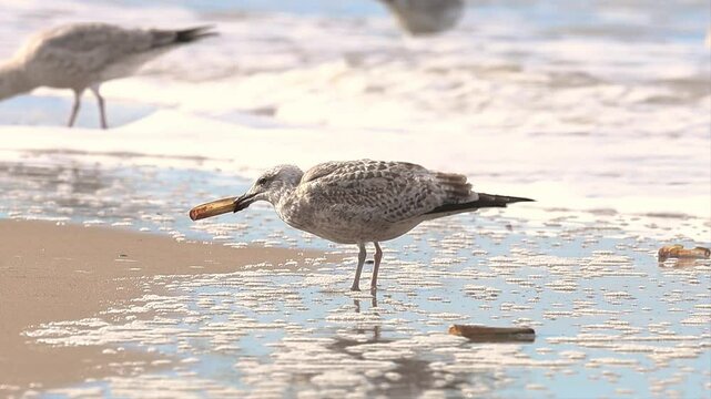 Close up of a foraging Herring gull, Larus argentatus, trying to open a razor shell along the surf of the North Sea at IJmuiderslag against a blurred background of rolling waves