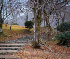 Fototapeta premium Inside Arashiyama Park in Kyoto Japan.