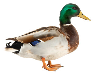Obraz premium Mallard duck isolated on white background PNG. AI Generated 