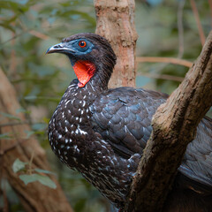 red billed hornbill turkey in the Jungle at Tikal National Park in Peten, Guatemala by the Mayan Ruins