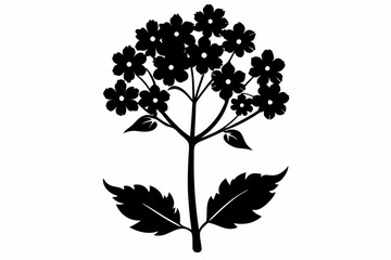 verbena flower line art silhouette vector illustration