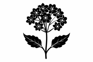 verbena flower line art silhouette vector illustration