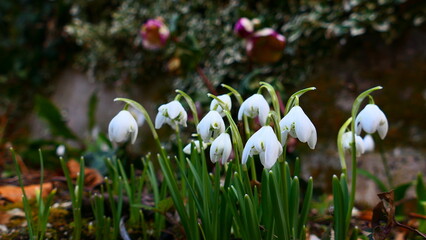 Schneeglöckchengruppe im Frühling 