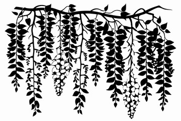 wisteria flowers line art silhouette vector illustration