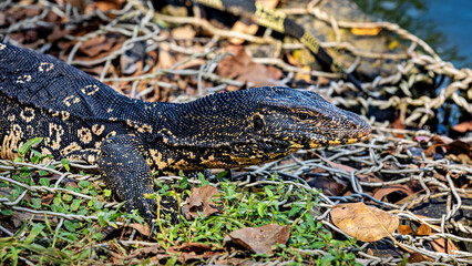 A bengal monitor lizard from Sri Lanka