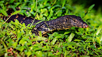 A bengal monitor lizard from Sri Lanka