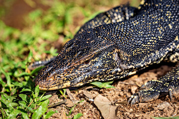A bengal monitor lizard from Sri Lanka