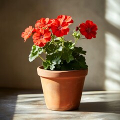 A beautiful terracotta pot displays vibrant red geranium flowers. The sunlight casts soft shadows, highlighting the lush green leaves. Perfect for home decor or gardening enthusiasts. AI