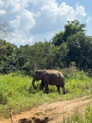 Naklejka premium Sri Lanka travel trip jungle