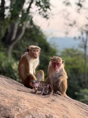 Sri Lanka travel trip jungle