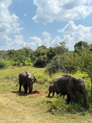 Fototapeta premium Sri Lanka travel trip jungle
