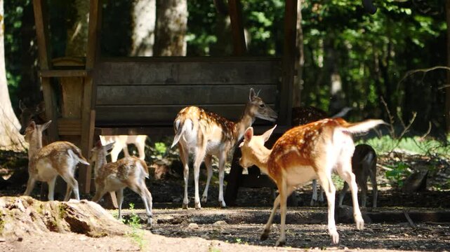 Animals Park With Fallow Deer, France
