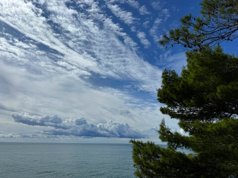 Pine tree on Adriatic sea shore and beautiful sky 