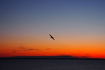 seagull on sunset
