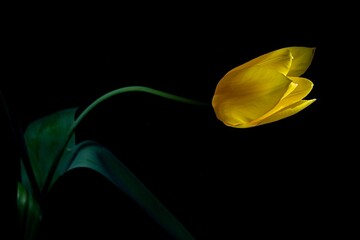 Yellow tulip in the dark