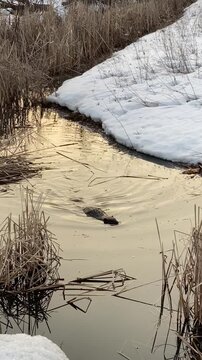 Canadian Beaver Swimming in a Cold River Near Melting Snow