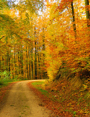 Obraz premium Landscape of autumnal forest.