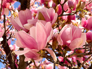  A close-up of a magnolia branch adorned with multiple blooms, showcasing rich texture and vibrant charm © Irensun
