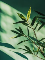 Verdant Serenity: A Bamboo's Dance of Light and Shadow on a Tranquil Green Canvas, Evoking a Sense of Calm and Natural Beauty in Minimalist Style