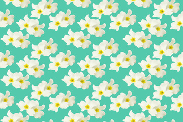 Summer seamless background with primrose flowers. Floral pattern.