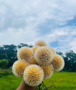 A hand holding a cluster of spiky Kadam flowers against a lush green field and a cloudy blue sky