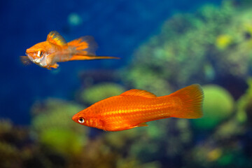 Aquarium swordtail fish swims in a home aquarium. The fish is red. Xiphophorus-Latin name