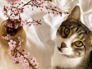 Close-up portrait a curious cat gazing at blooming branches, perfect for floral and pet-themed...