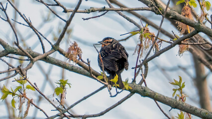 Female redwing staying on a branch for a rest