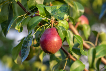Ripe organic pears on a tree branch in the garden.