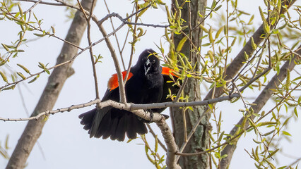 A male redwing blackbird tweets on a branch