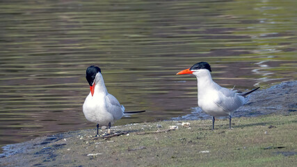 A pair of Caspian Tern rest by the waterside