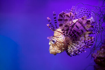 Close-up Lionfish (Pterois volitans) or Striped Zebrafish