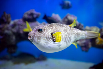 White-spotted puffer (Arothron hispidus) in an aquarium.