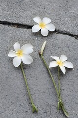 Obraz premium Three Delicate White Plumeria Flowers on Gray Pavement