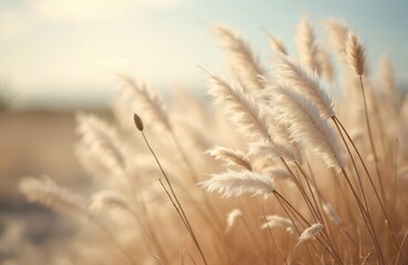 Pampas grass abstract natural background. Cortaderia selloana on blurry bokeh. Dry reeds boho style. Fluffy stems tall grass, beige brown vintage. Calm, peace, relaxation. Decorative bohemian element.