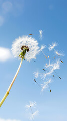Obraz premium Dandelion seeds blowing against clear blue sky in gentle breeze