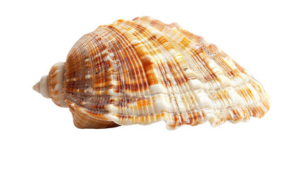 Obraz premium Large seashell isolated on transparent background showing grooves and ridges
