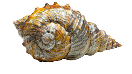 Obraz premium Large seashell isolated on transparent background showing spiral pattern