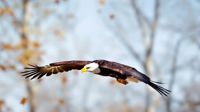 red tailed hawk eagle