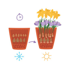Flower bulbs lasagna technology in flat cartoon design. Layers planting in pot of narcissus, crocus and other first spring plants in cut view. Gardening and seasonal flowerpots. Vector illustration
