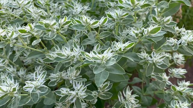euphorbia marginata plant growing in the flower garden	
