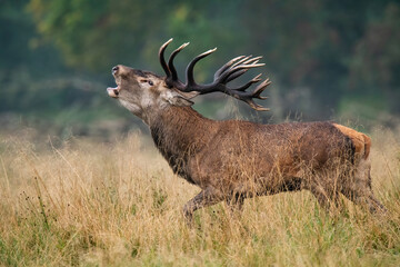 Red deer (Cervus elaphus). Deer roaring during the rutting season. Grassland habitat with tall golden grasses. Intense dominance display in misty autumn air.