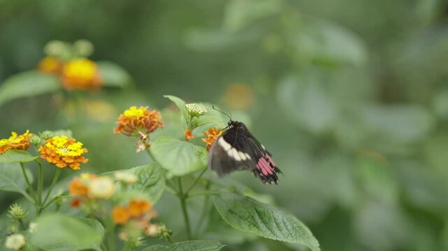 Lysander Cattleheart Butterfly Feeding on Lantana Flowers