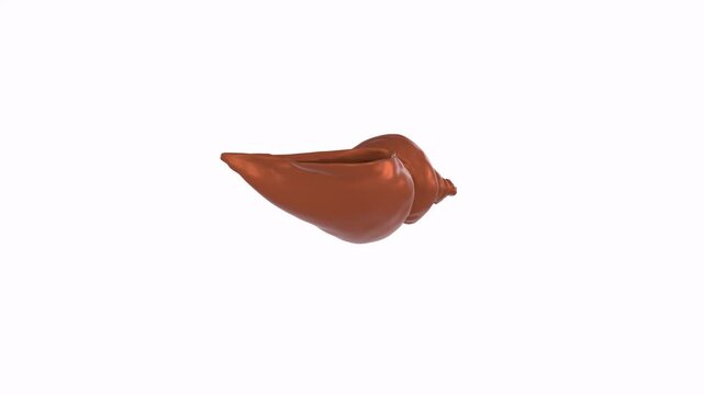 Brown conch shell isolated on white background
