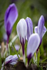 A close up of crocus flowers blooming in springtime