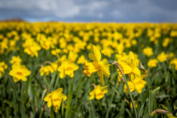 Obraz premium A field of daffodils growing in Pembrokeshire on a sunny spring day, with selective focus